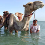 Ras Al Khaimah swimming with camels