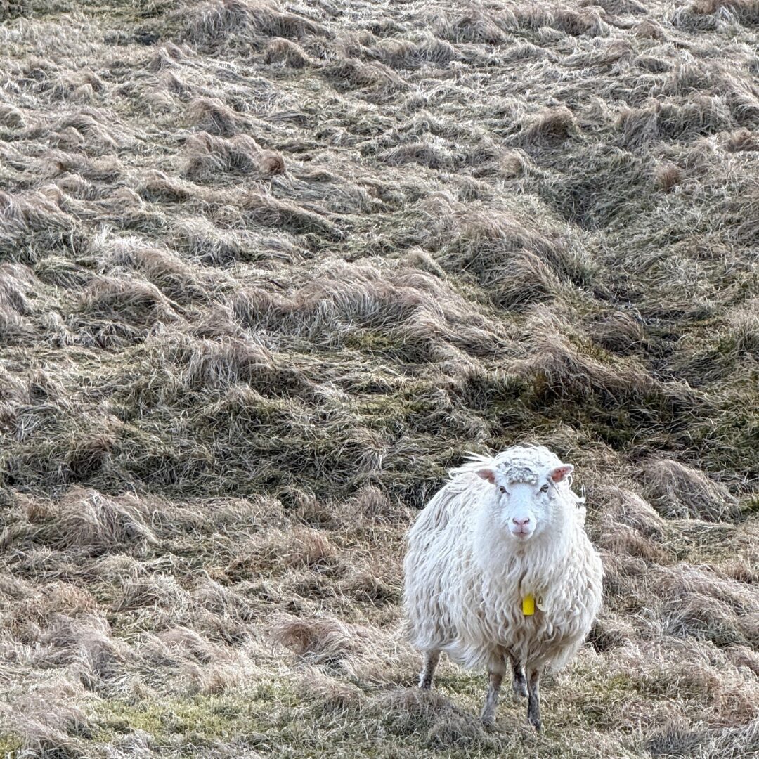 Faroe Islands Sheep